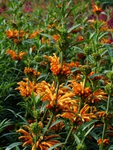 Lion's Ear, Lion's Tail, Wild Dagga, Leonotis leonurus